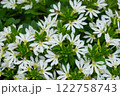 サンクエールのアップ 122758743