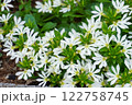 サンクエールの花壇 122758745