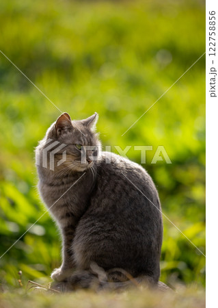 自然公園で背景が緑一色で綺麗な振り向いてるサバトラ柄の野良猫の横顔 122758856
