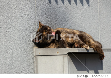 日の当たる家の横で気持ちよさそうに寝て舌を出して毛繕いしてるサビ猫柄の野良猫 日の当たる家の横で気持ちよさそうに寝て舌を出して毛繕いしてるサビ猫柄の野良猫 122758857