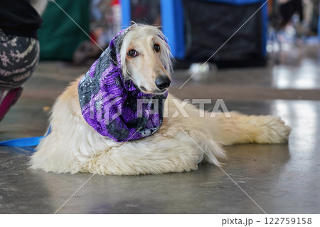 White Russian borzoi dog with violet scarf around neck, laying on the stone floor in hall, waiting at dog exhibition competition White Russian borzoi dog with violet scarf around neck, laying on the stone floor in hall, waiting at dog exhibition competition 122759158