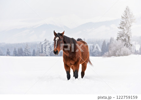 Brown horse walks towards camera on snow covered field in winter, blurred trees and mountains in background Brown horse walks towards camera on snow covered field in winter, blurred trees and mountains in background 122759159