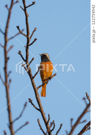 オスのジョウビタキ オスのジョウビタキ 122759542