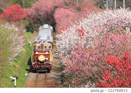 トロッコわたらせ渓谷号「満開の花桃に囲まれて」 122760015
