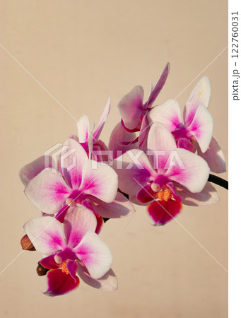 pink orchid flower on wooden background 122760031
