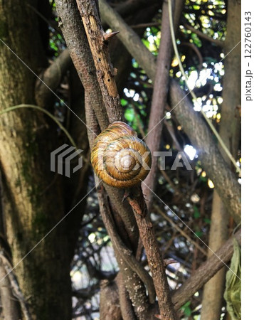 Snail is sitting on a twig with thorns. 122760143