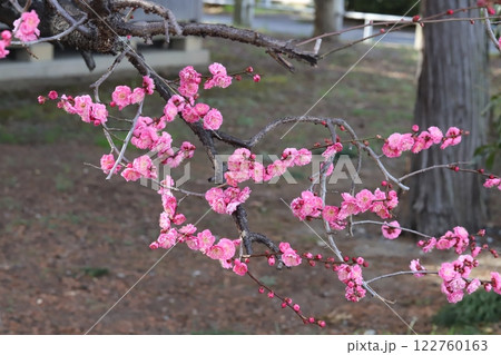 冬の公園に咲くピンク色の紅梅の花 冬の公園に咲くピンク色の紅梅の花 122760163