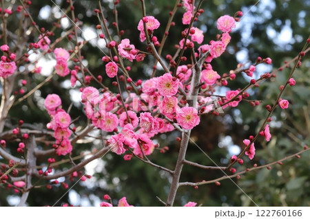 冬の公園に咲くピンク色の紅梅の花 冬の公園に咲くピンク色の紅梅の花 122760166