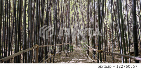 Explore the serene bamboo grove in Jardin Botanico Historico 122760357