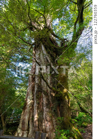 屋久島の紀元杉 122760359