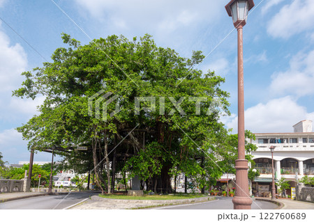 ひんぷんガジュマル 122760689