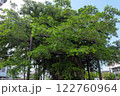 ひんぷんガジュマル 122760964