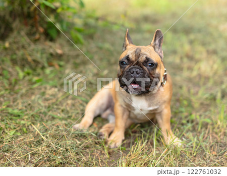 Cute french bulldog puppy. 122761032