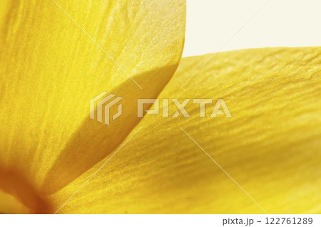 Yellow flower petals in great detail on a white background. 122761289