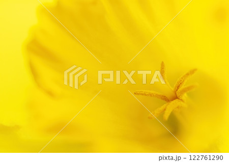 Detail of a yellow flower blossom. 122761290