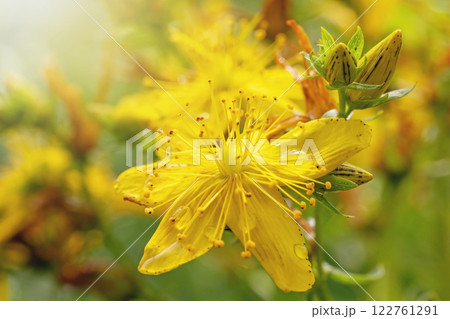 Hypericum perforatum, known as St John's wort 122761291