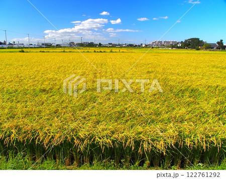 真夏の郊外の豊作の田んぼ風景 真夏の郊外の豊作の田んぼ風景 122761292