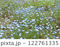青いネモフィラの花 122761335
