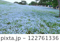 一面に咲く青いネモフィラの花 122761336