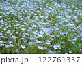 青いネモフィラの花 122761337