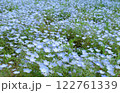 青いネモフィラの花 122761339