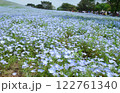 一面に咲く青いネモフィラの花の花畑 122761340