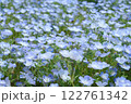 青いネモフィラの花 122761342