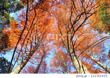 紅葉　スギ科　ラクウショウ 122761435