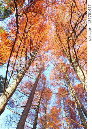 紅葉 スギ科 ラクウショウ 紅葉 スギ科 ラクウショウ 122761437