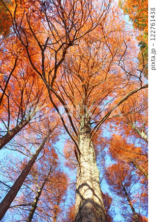 紅葉　スギ科　ラクウショウ 122761438