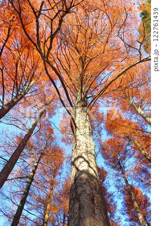 紅葉　スギ科　ラクウショウ 122761439