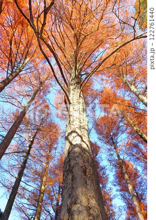 紅葉 スギ科 ラクウショウ 紅葉 スギ科 ラクウショウ 122761440