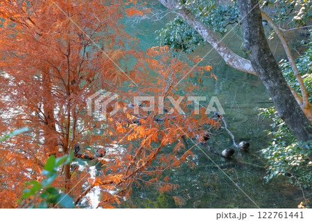 紅葉　スギ科　ラクウショウ 122761441