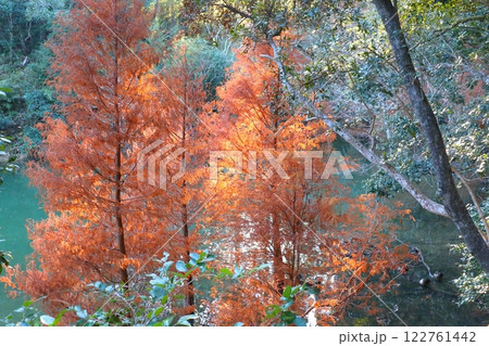 紅葉　スギ科　ラクウショウ 122761442