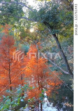 紅葉 スギ科 ラクウショウ 紅葉 スギ科 ラクウショウ 122761443