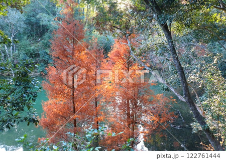 紅葉　スギ科　ラクウショウ 122761444