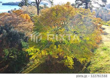 晩秋の西行戻しの松公園　松島を一望できるカフェ ル・ロマンの松と楓の紅葉 122761588