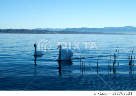 Elegant Swans Swimming on Tranquil Lake 122762121