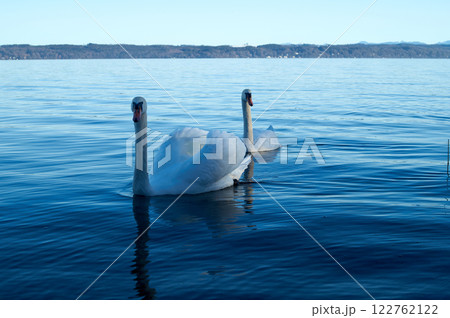 Elegant Swans Swimming on Tranquil Lake Elegant Swans Swimming on Tranquil Lake 122762122
