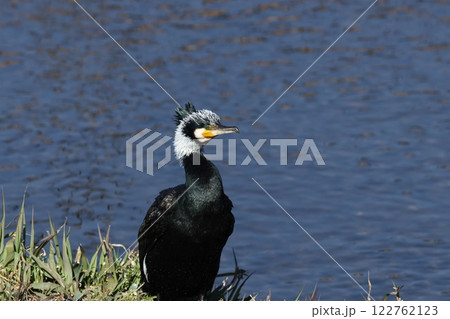 水面を背景にたたずむカワウ 水面を背景にたたずむカワウ 122762123
