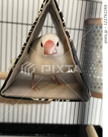 三角テントにはいる文鳥 122762268
