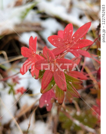霜のついた紅葉 霜のついた紅葉 122762683