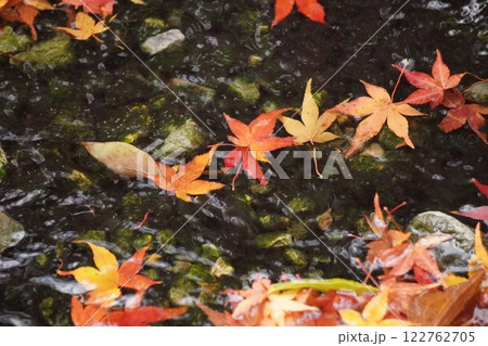 水に浮かぶ紅葉 水に浮かぶ紅葉 122762705