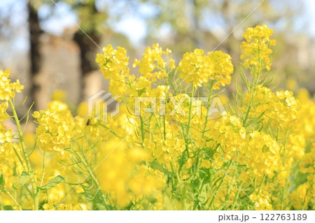 春の陽射しを浴びる菜の花 122763189