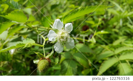 Very beautiful white color flower wallpaper Very beautiful white color flower wallpaper 122763316