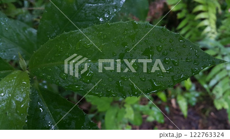 Wet plant leaves background exposed to rain leaves. 122763324