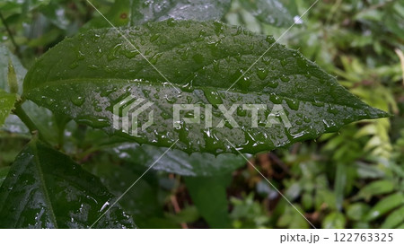Wet plant leaves background exposed to rain leaves. 122763325