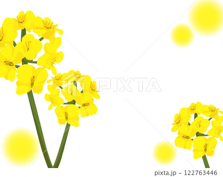かわいい菜の花の背景 122763446