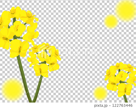 かわいい菜の花の背景 122763446