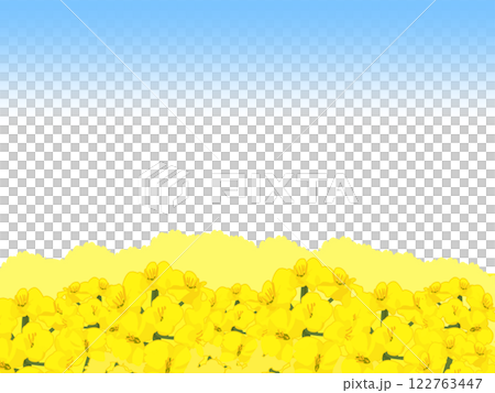 シンプルかわいい菜の花畑の背景 シンプルかわいい菜の花畑の背景 122763447
